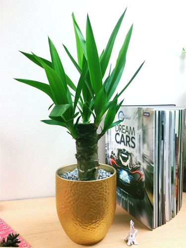 Luxury spineless stick yucca - luxury,