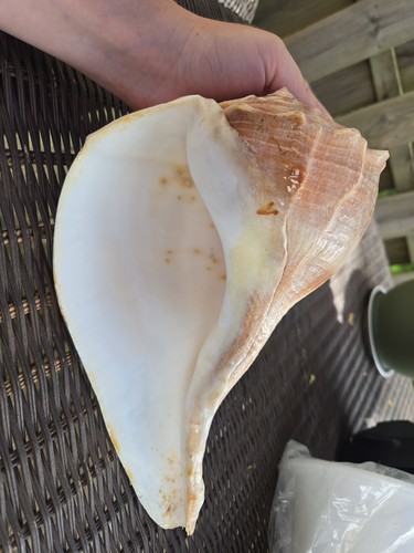Large lightning whelk sea - large,