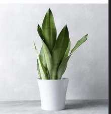 Sansevieria Moonshine Snake
