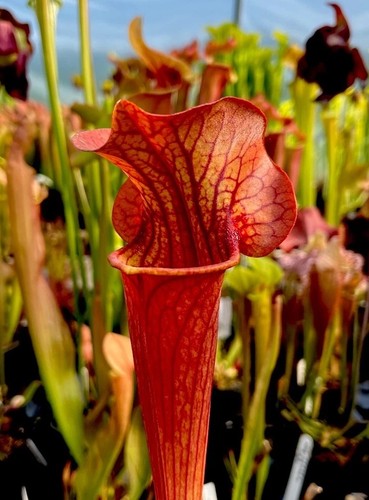 Sarracenia johnny marr hybrid - sarracenia,