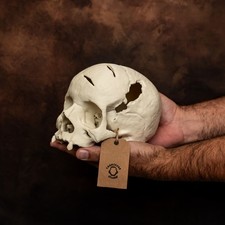 Life Size Human Skull Replica