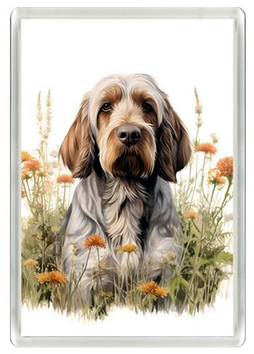 Italian spinone dog - dog, fridge
