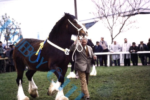 Brewery dray horse parade - brewery,