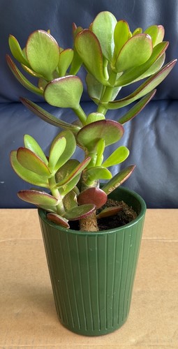 Happy healthy money tree - happy,