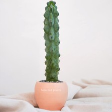 15CM Succulent Cactus Plant