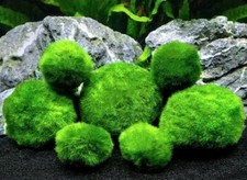 MARIMO MOSS BALLS BEAUTIFUL