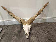 Giant taxidermy Racka Ram