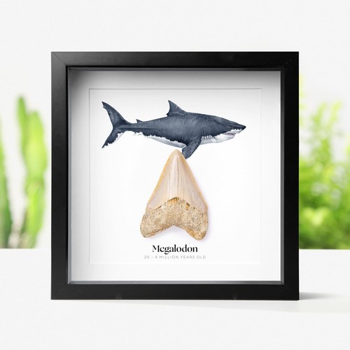 Framed inch real megalodon - framed, 2