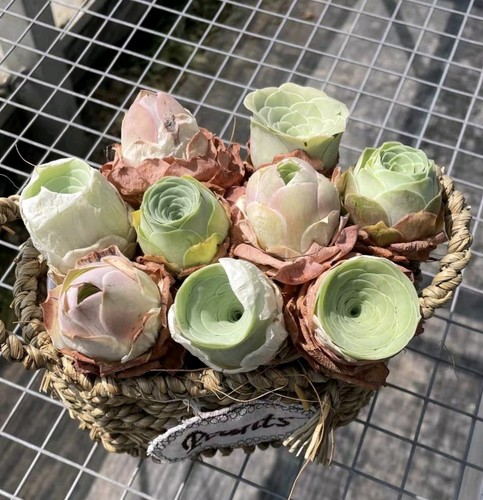 Mixed aeonium aureum - aeonium, (mountain