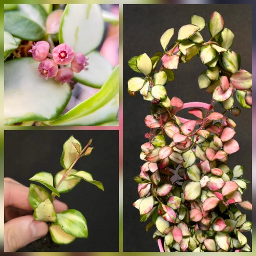 Rare hoya heuschkeliana - rare,