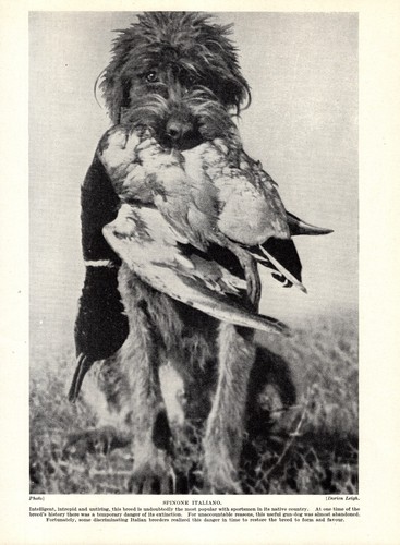 1930s antique spinone italiano - 1930s,