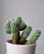 ROOTED mammillaria gracilis (thimble cactus) propgated houseplant - with Roots