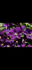 Clematis Jackmanii 2L Pot