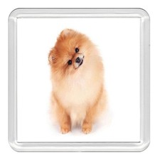 POMERANIAN Dog Acrylic Coaster