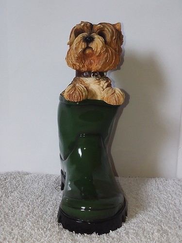 Leonardo yorkshire terrier - leonardo,