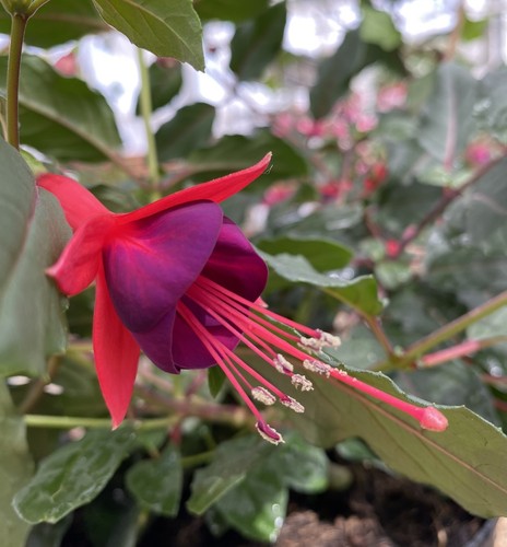 Fuchsia mrs popple - mrs, plug
