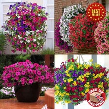 15 x Mix Summer Flowering Trailing Petunia Plug Plants Hanging Endless Colours