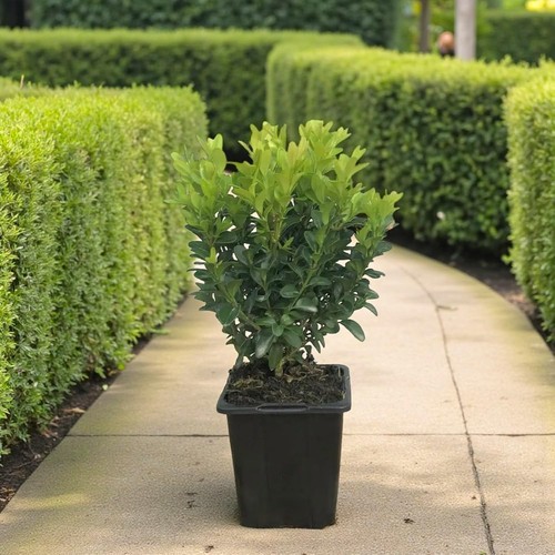 Buxus sempervirens plants - buxus, in
