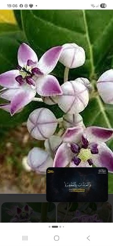 Aak madar calotropis gigantea - aak,