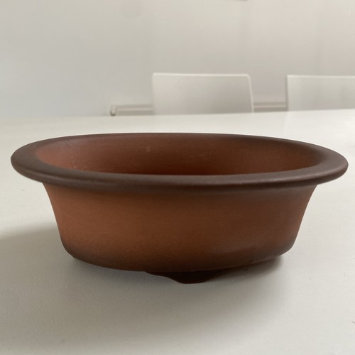 High quality bonsai - quality, pot