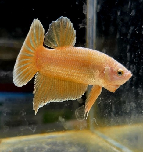 Live betta fish - betta, male