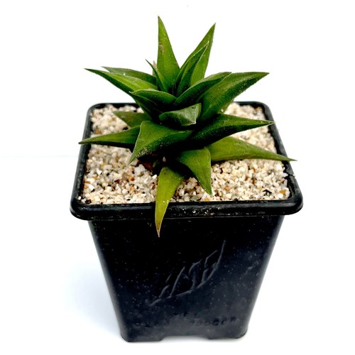 Haworthia radula viscosa - radula, x