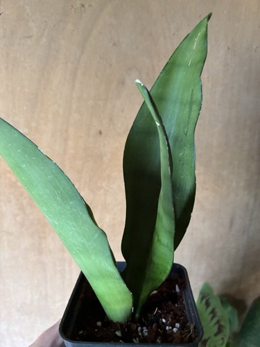 Snake plant - snake,