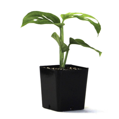Swiss cheese vine live plant - plant,