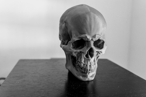Large skull model - skull,