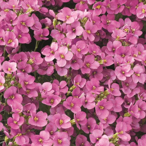 Arabis deep rose - arabis,