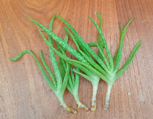 Aloe vera plant houseplant - vera,