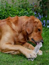 Split Wild Antler Dog Chews Soft Chew Puppy Friendly 100%  Red Deer Split Chew