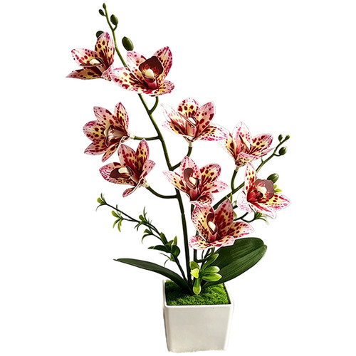 Realistic flower cymbidium - realistic,
