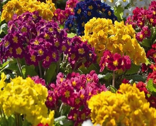 Polyanthus primula veris - primula,