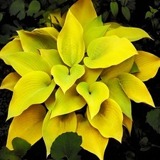 3 Hosta August Moon Shady