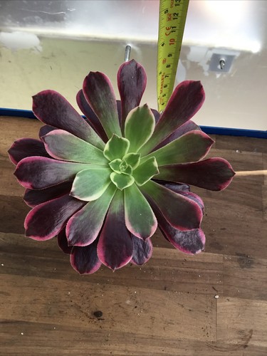 Aeonium canary - aeonium,