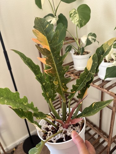 Philodendron ring fire - philodendron,