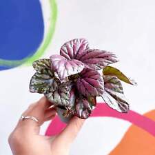 Begonia rex 'Hugh McLauchlan'