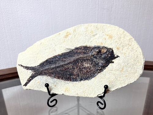 Fossil fish matrix circa - on, matrix.