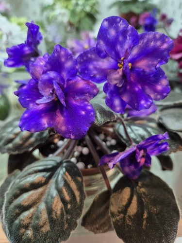 African violet standard - violet,
