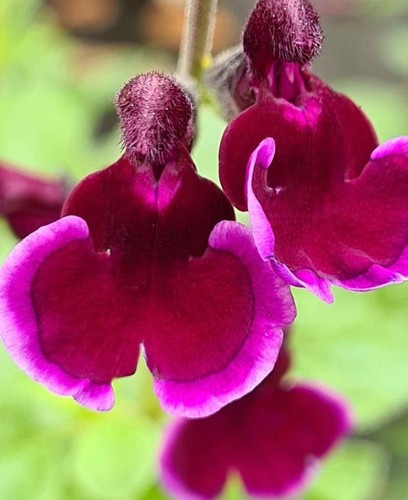 Salvia blackberry ripple - 3x,
