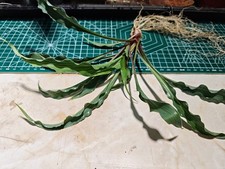 Hosta 'Silly String' Plant