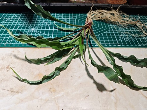 Hosta silly string plant - hosta,