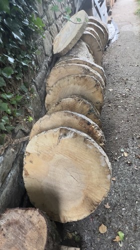 Massive driftwood ash - massive,