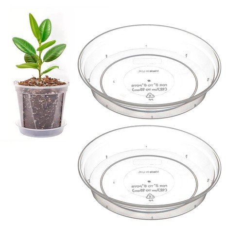 Clear orchid plant pot - orchid,