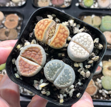 4pcs Lithops Living Stones