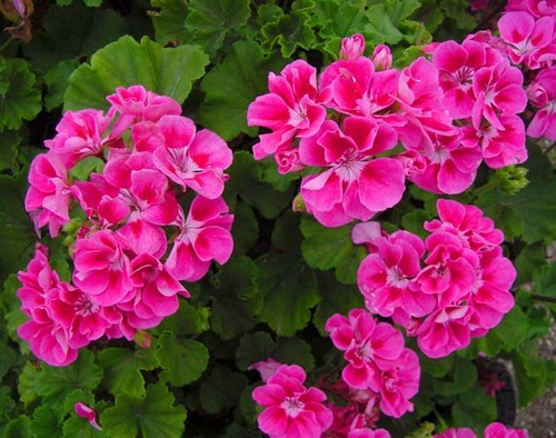 Established adult plant - adult,