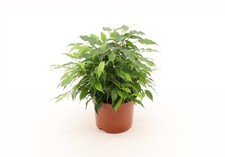 Ficus Benjamina Green Kinky