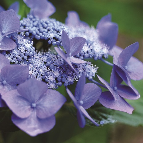 Hydrangea teller blue - blue, large