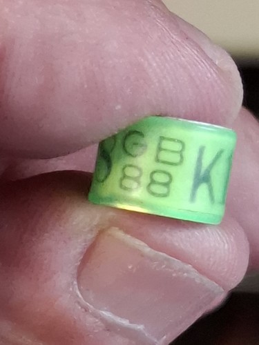 Pigeon ring 88 k - ring, gb